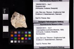 Foto (Objket + Etiketten) von Cracensigillatus acutirostris (Moericke, 1889) 